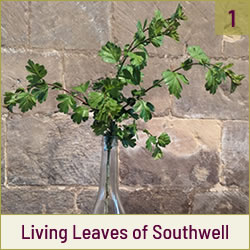 The Living Leaves of Southwell