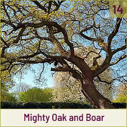 Mighty Oak and Boar