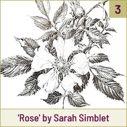 Rose by Sarah Simblet