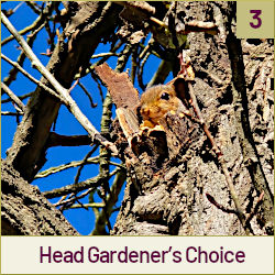  Head Gardener’s Choice:
‘Treebeck’