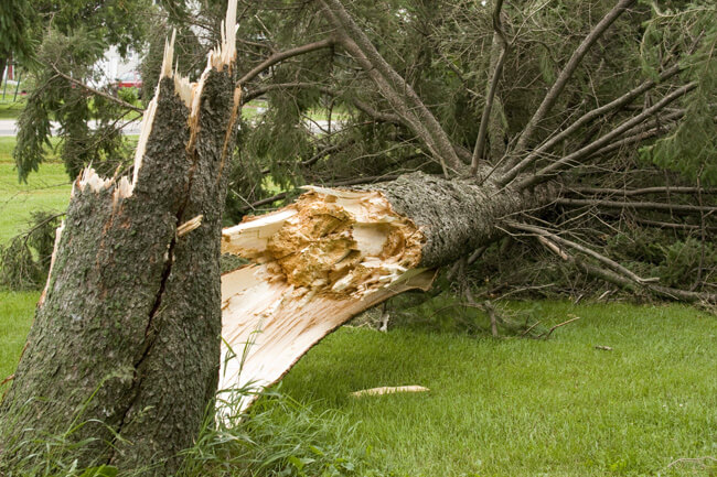 Tree damage in the churchyard – important information